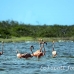 flamingo_pink_wc_h_0163_tci0163.jpg